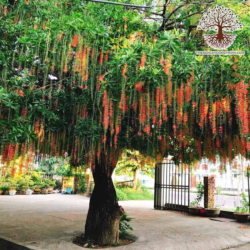 huong-dan-cach-trong-cay-loc-vung (2)