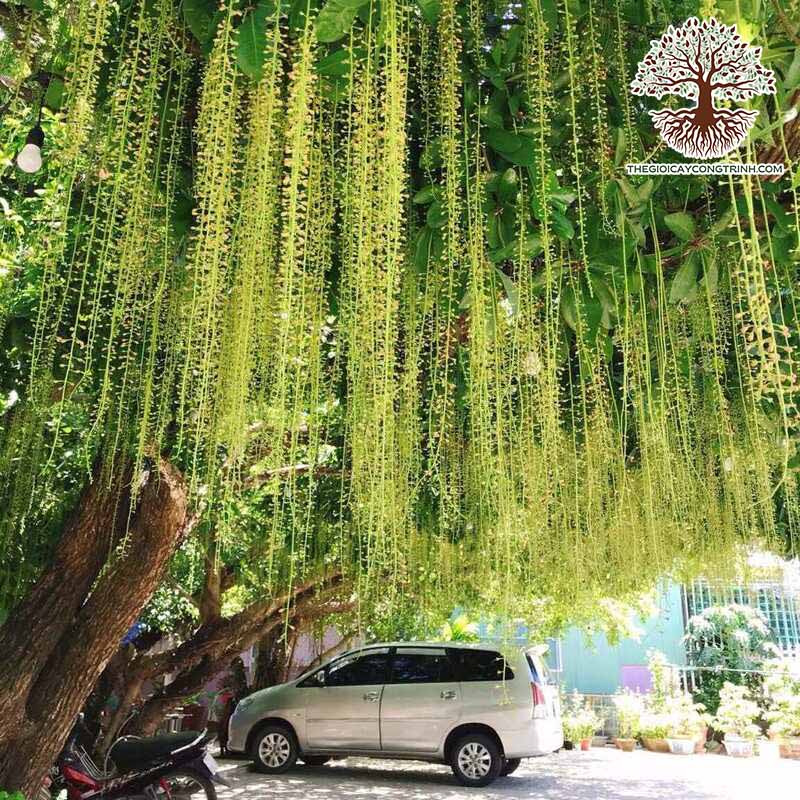 nguon-goc-cay-loc-vung-cong-trinh (2)