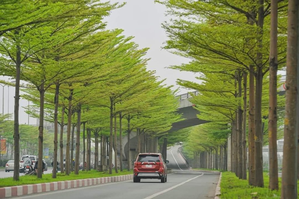 cây giống đồng nai