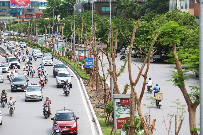 cây giống đồng nai