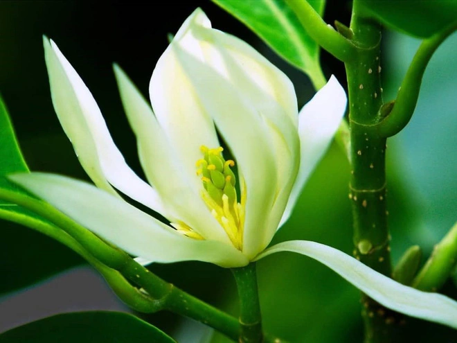 Cây Ngọc Lan