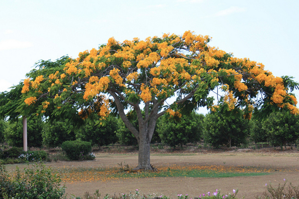 Cây phượng vàng