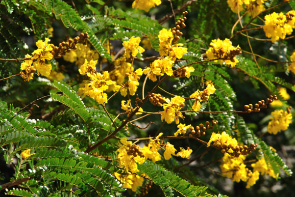 cây phượng vàng