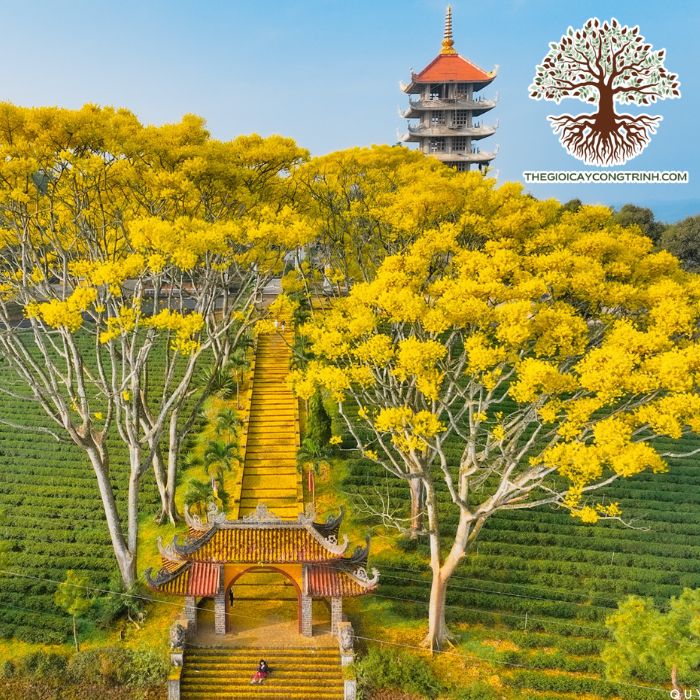 cây phượng vàng