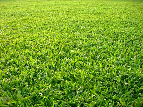 cây cỏ lá gừng
