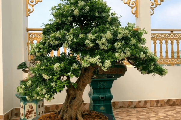 Cây Nguyệt Quế