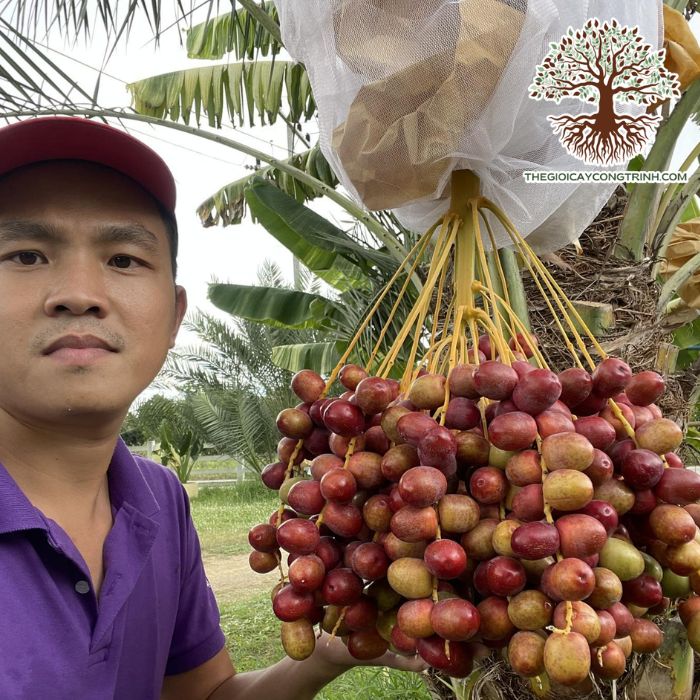 cây chà là ăn quả