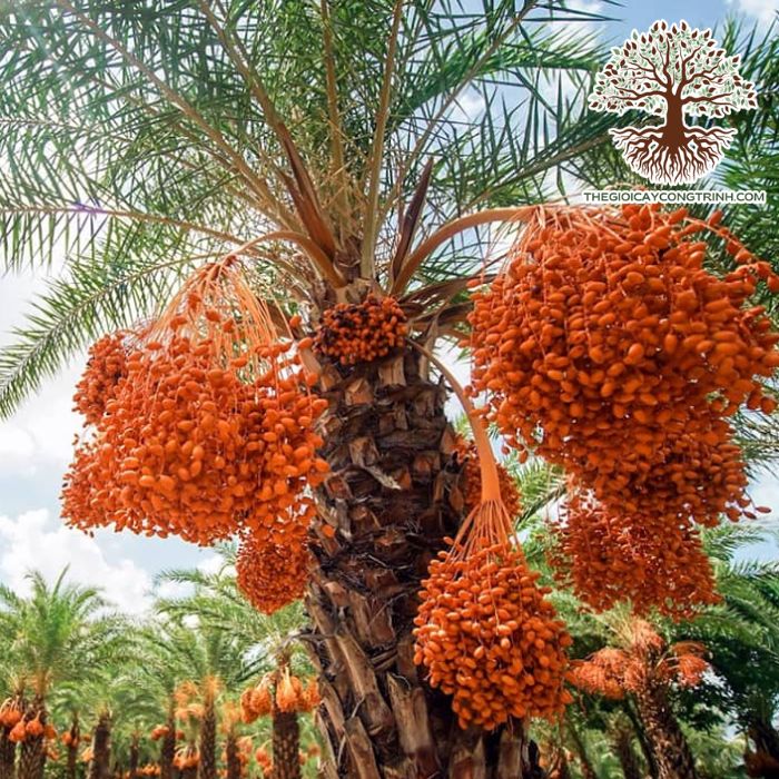 cây chà là ăn quả