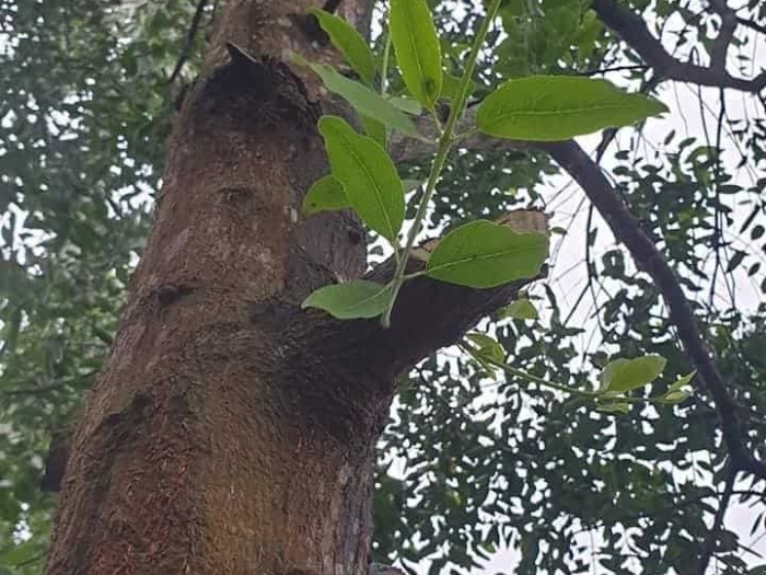 cây đàn hương trắng ấn độ