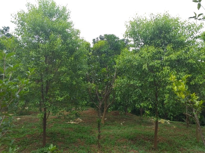 cây đàn hương trắng ấn độ