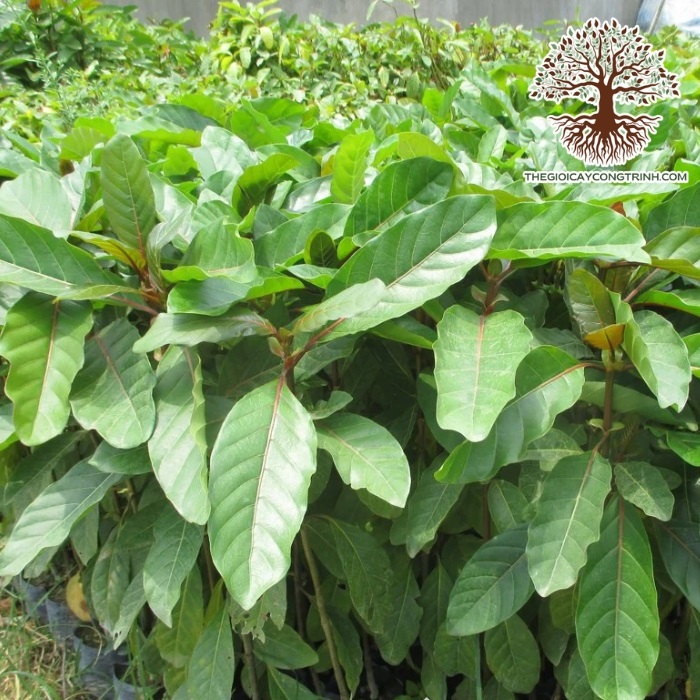 cây gáo vàng giống