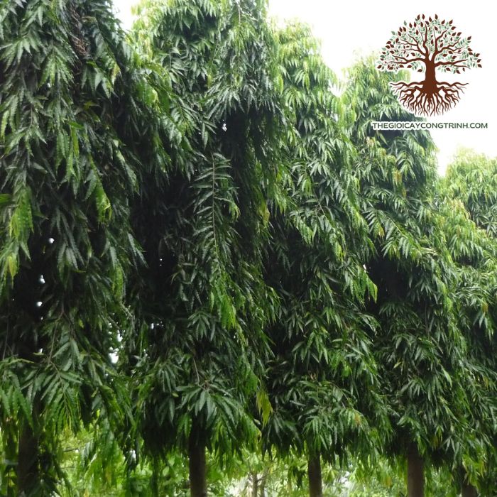 cây hoàng nam