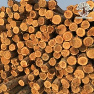 Cây lấy gỗ