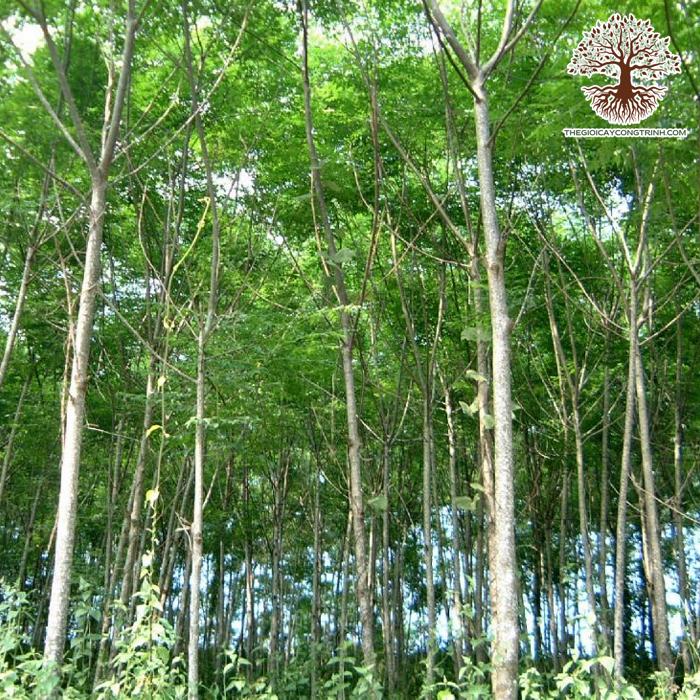 Top 15+ Giống Cây Lấy Gỗ Quý Có Giá Trị Kinh Tế Cao 2025 20 cây gỗ quý