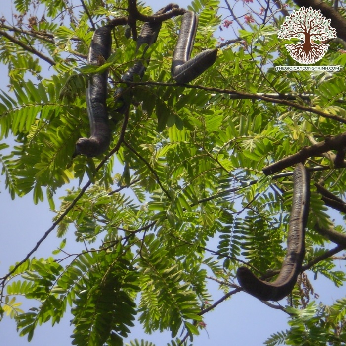 Cây Ô Môi Giống 8 cây ô môi