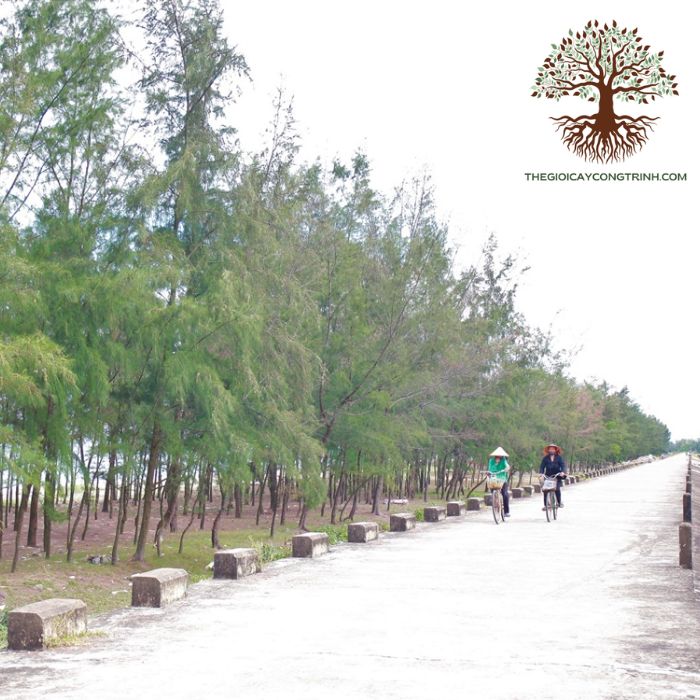 Cây Phi Lao Giống 14 cây phi lao