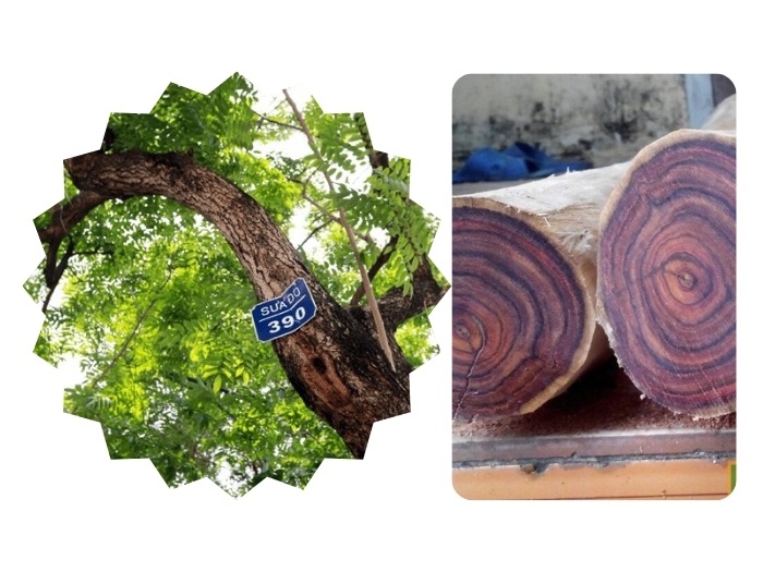 Cây Sưa Đỏ Giống (Trắc Thối) 10 cây sưa đỏ