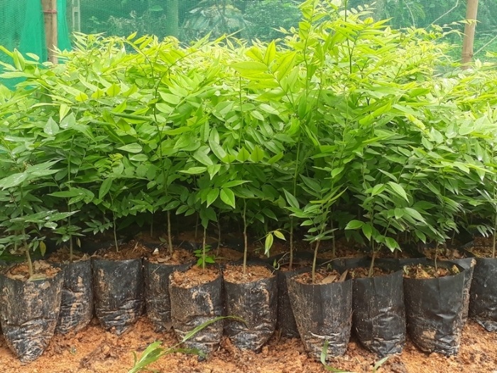 Cây Sưa Đỏ Giống (Trắc Thối) 12 cây sưa đỏ
