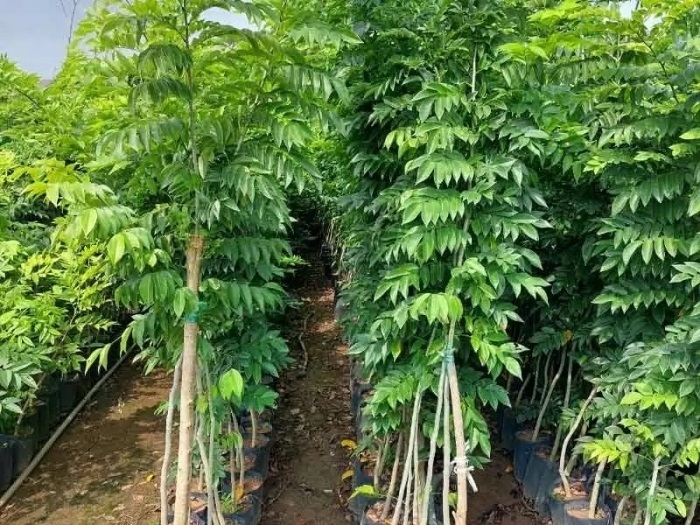 Cây Sưa Đỏ Giống (Trắc Thối) 16 cây sưa đỏ giống