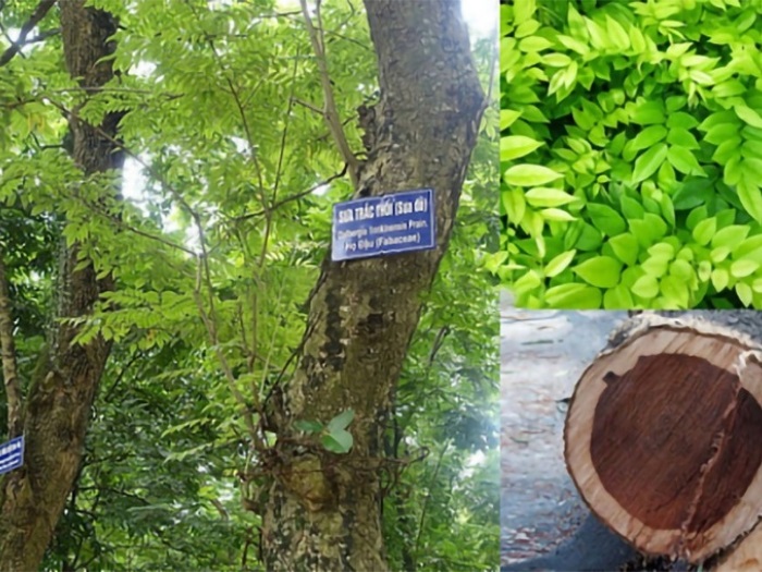 Cây Sưa Đỏ Giống (Trắc Thối) 11 cây sưa đỏ