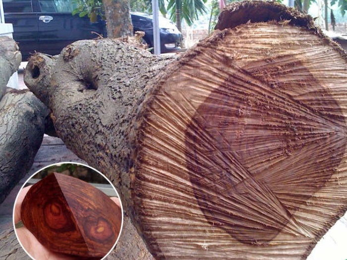 Cây Sưa Đỏ Giống (Trắc Thối) 13 cây sưa đỏ