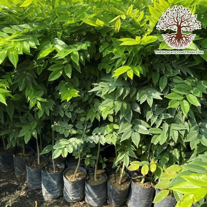 cây sưa đỏ giống