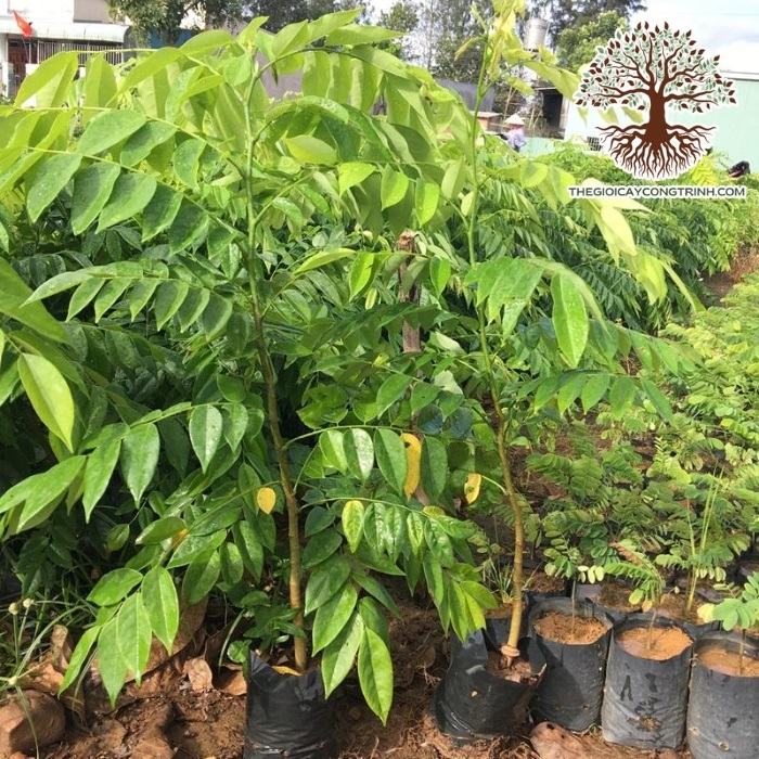 cây sưa đỏ giống