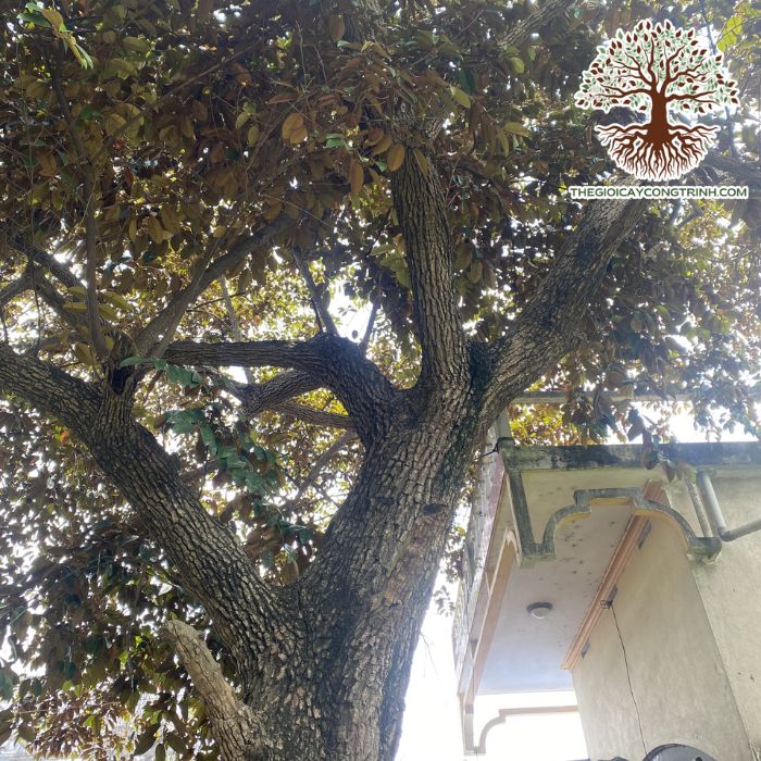 cây vú sữa