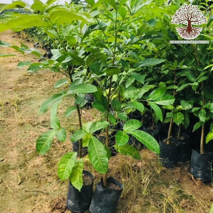 cây xà cừ giống