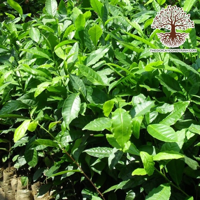 cây chè xanh giống