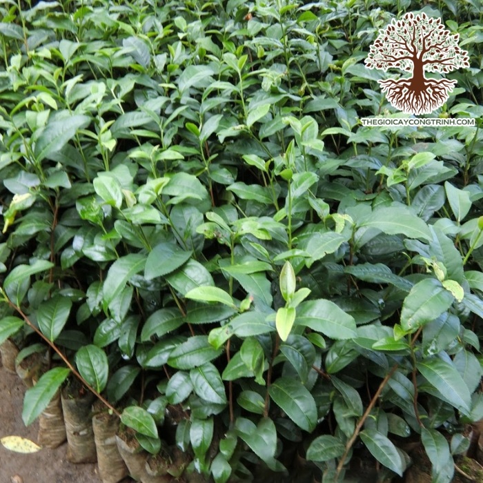 cây chè xanh giống