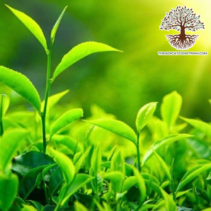 cây trà xanh giống