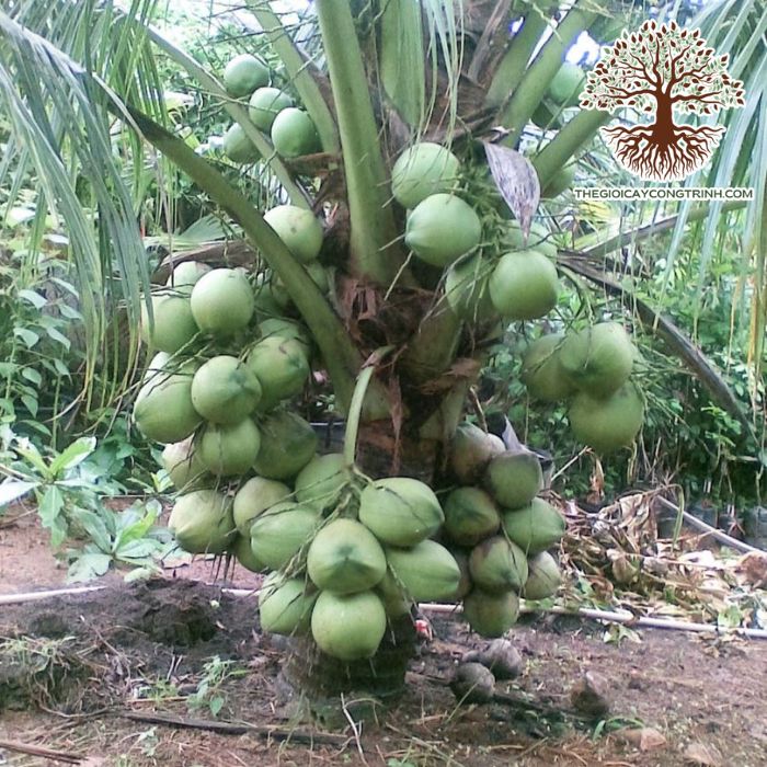 Cây Dừa Xiêm Lùn Giống 7 cây dừa xiêm lùn