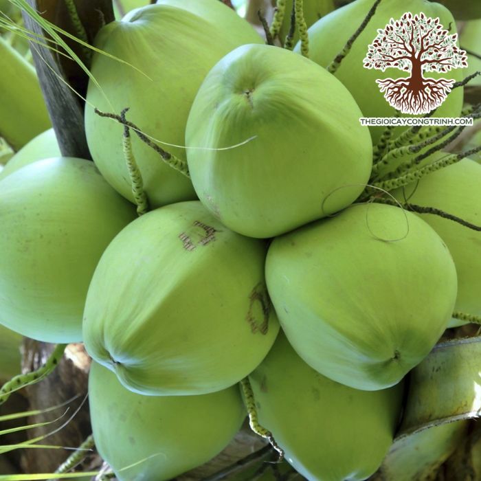 Cây Dừa Xiêm Lùn Giống 8 cây dừa xiêm lùn