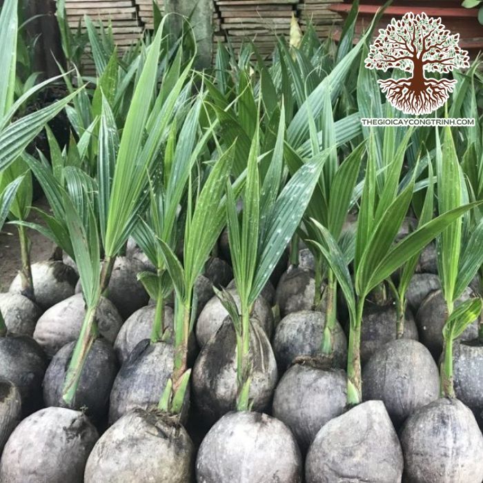 cây dừa xiêm lùn