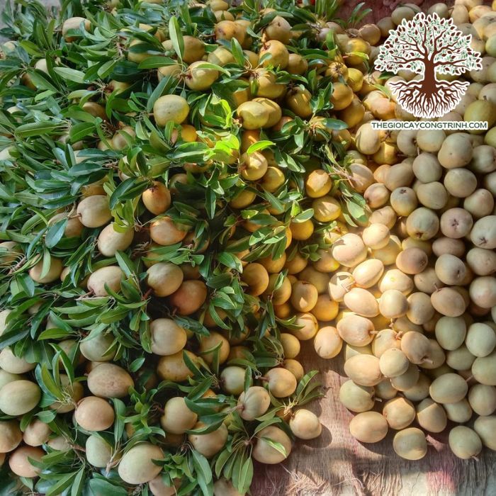 Cây Hồng Xiêm Giống 8 cây hồng xiêm giống