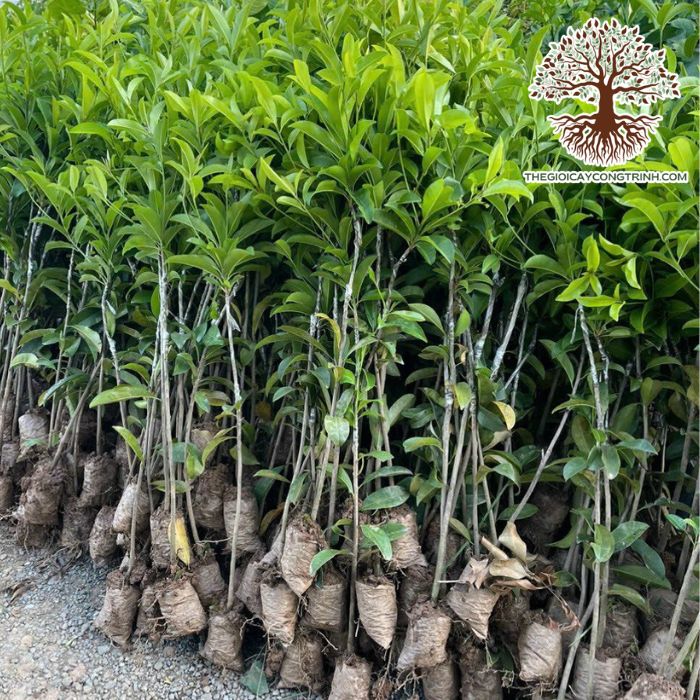 Cây Hồng Xiêm Giống 11 cây hồng xiêm giống
