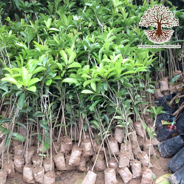 cây hồng xiêm giống