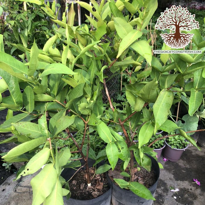 cây mận an phước