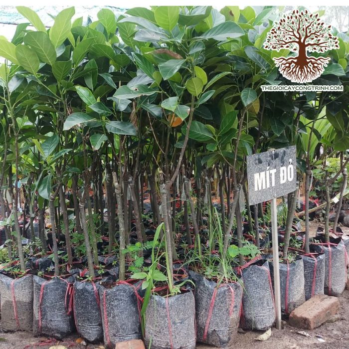 cây mít ruột đỏ