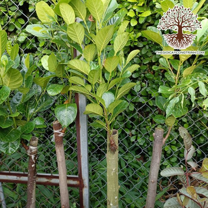 cây mít Indonesia Ruột Đỏ