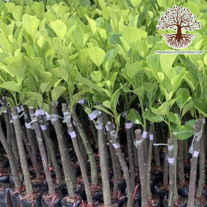 cây mít Indonesia Ruột Đỏ