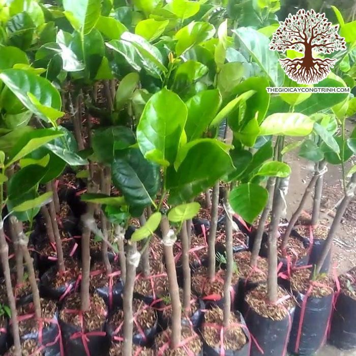 cây mít thái lá bàng giống