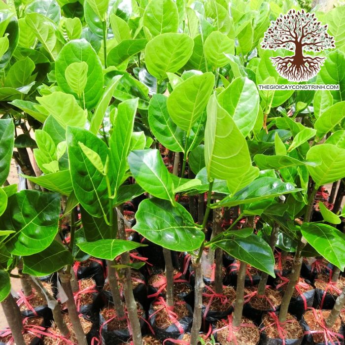 cây mít thái siêu sớm