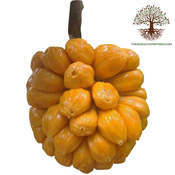 cây mít tố nữ giống