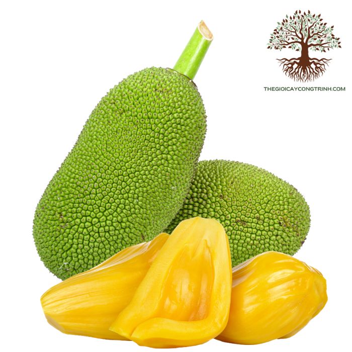 cây mít tố nữ giống