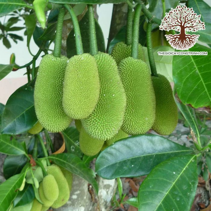 cây mít tố nữ giống