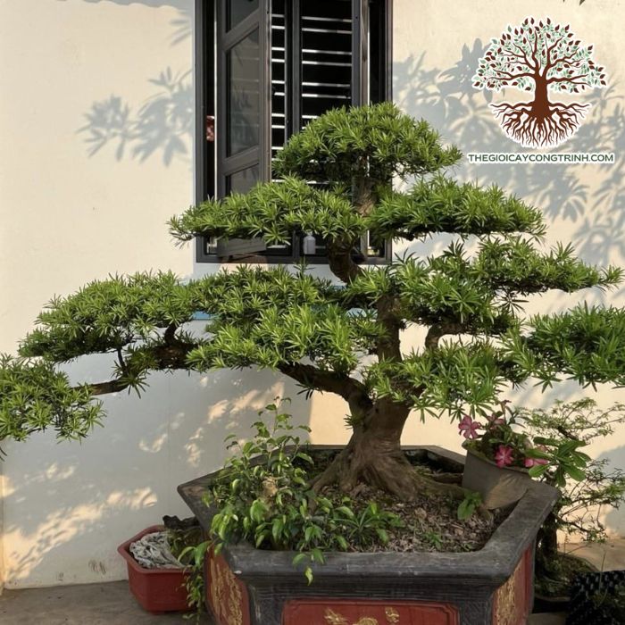 Cây Vạn Niên Tùng Giống 9 cây vạn niên tùng giống
