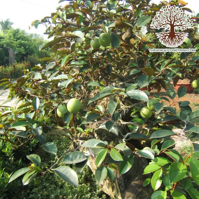 cây vú sữa lò rèn