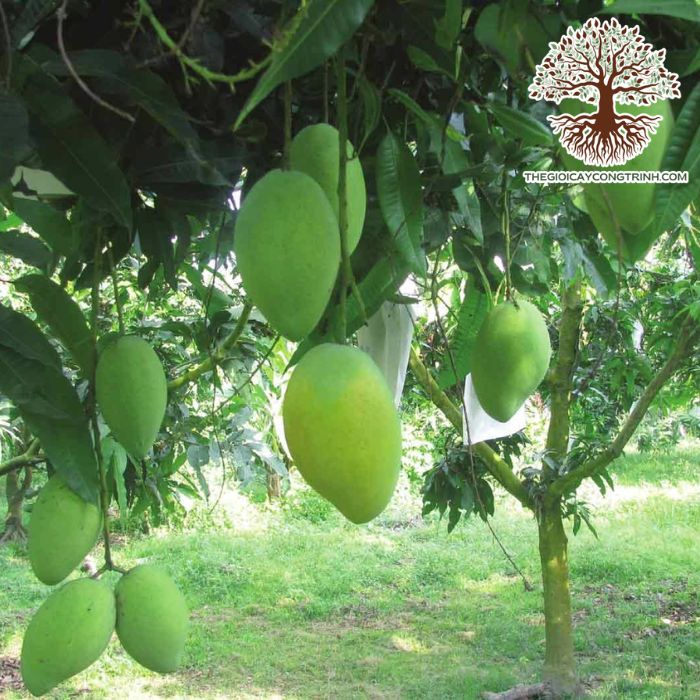 Cây Xoài Cát Hòa Lộc Giống 7 cây xoài cát hòa lộc